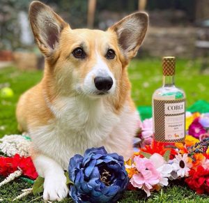 Corgi dog sitting in the flowers with a bottle of a corgi spirits alcohol