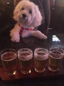 White yorkie puppy seated at a table with 4 glasses of beer