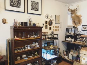 Store corner where shelves showcase various vintage and collectible items ranging from taxidermy to jewelry