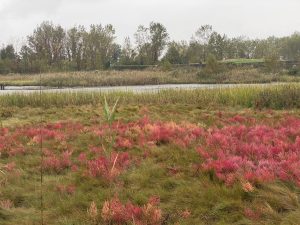 Caven Point marshland