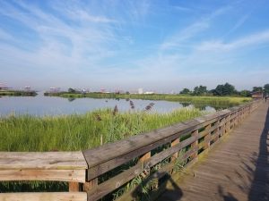 exposed boardwalk along water in Rutkowski Park