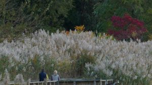 man and woman on a park path looking at the wetland area of Rutkowski park 